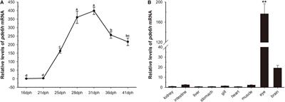 Expression and Regulation of pde6h by Thyroid Hormone During Metamorphosis in Paralichthys olivaceus